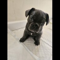 French Bulldog - Both