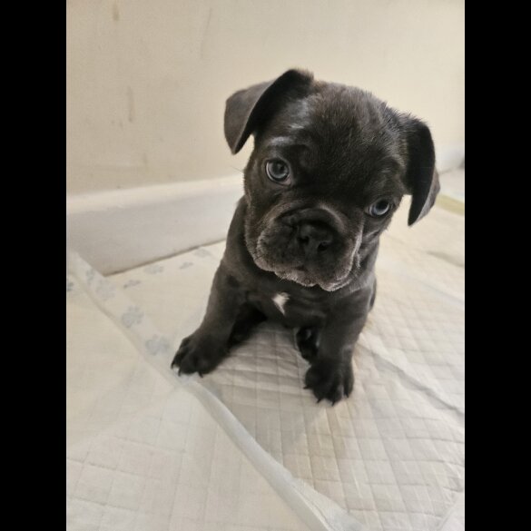 French Bulldog - Both