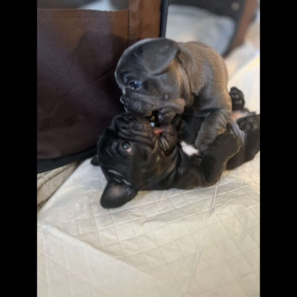 French Bulldog - Both