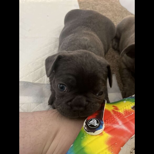 French Bulldog - Both