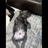 French Bulldog - Both