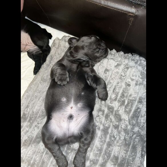 French Bulldog - Both