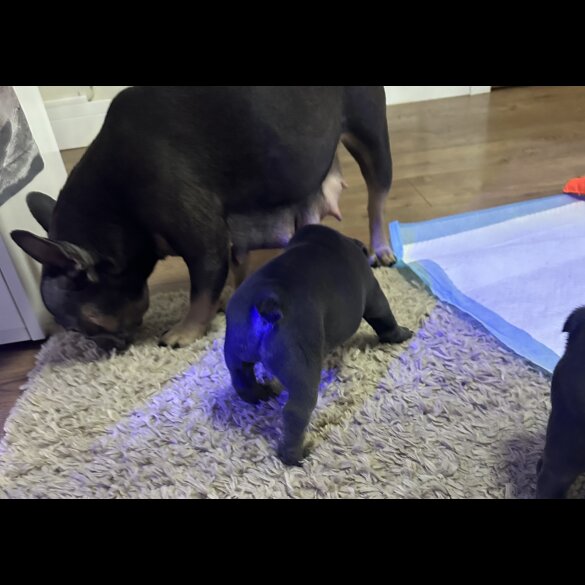 French Bulldog - Both