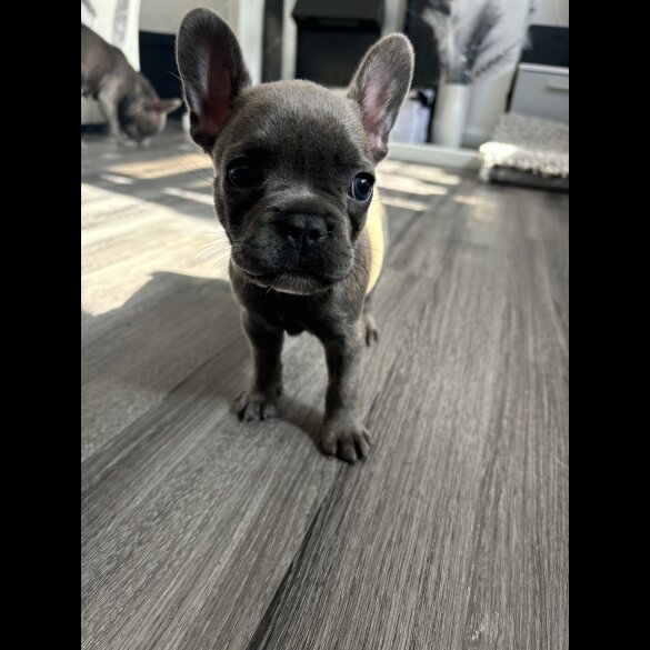 French Bulldog - Bitches