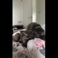 French Bulldog - Bitches