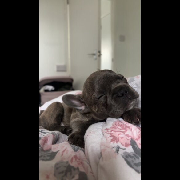French Bulldog - Bitches