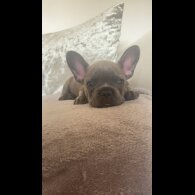 French Bulldog - Bitches