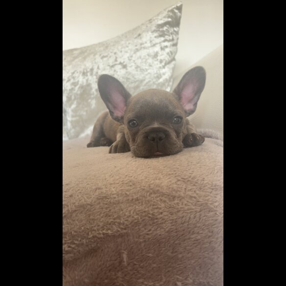 French Bulldog - Bitches
