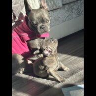 French Bulldog - Bitches