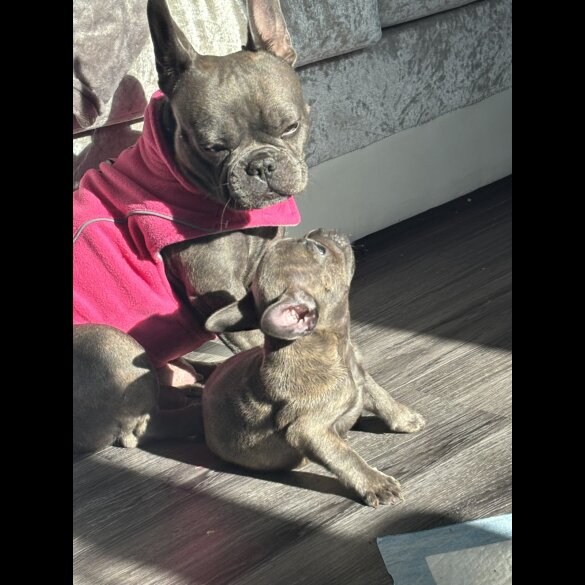 French Bulldog - Bitches
