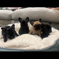 French Bulldog - Both