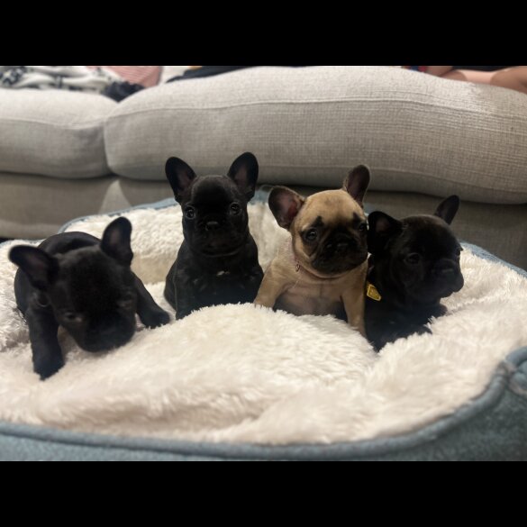 French Bulldog - Both