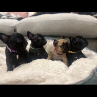 French Bulldog - Both