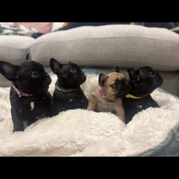 French Bulldog - Both