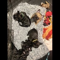 French Bulldog - Both