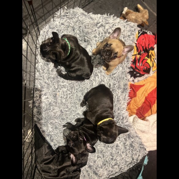 French Bulldog - Both