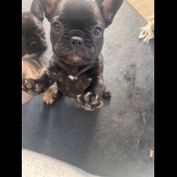 French Bulldog - Both
