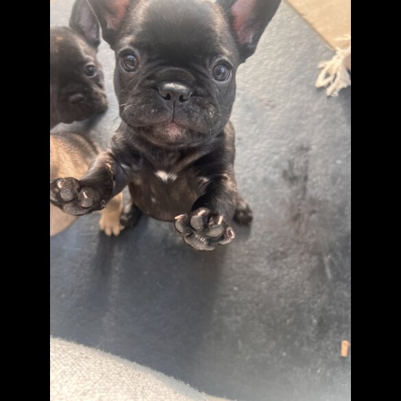French Bulldog - Both