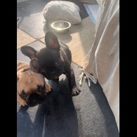 French Bulldog - Both