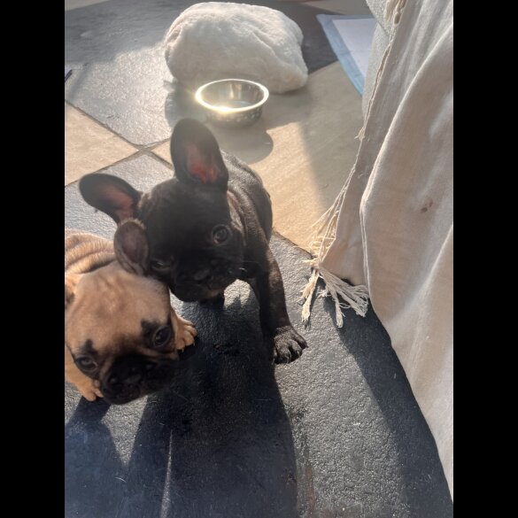 French Bulldog - Both