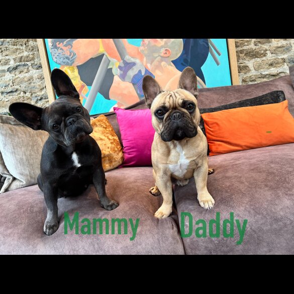 French Bulldog - Both