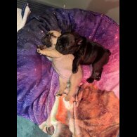 French Bulldog - Both