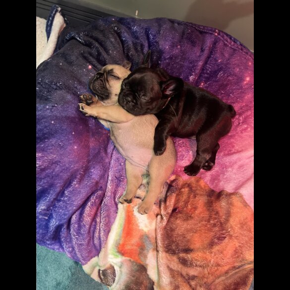 French Bulldog - Both