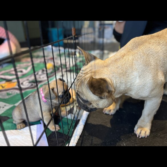 French Bulldog - Both