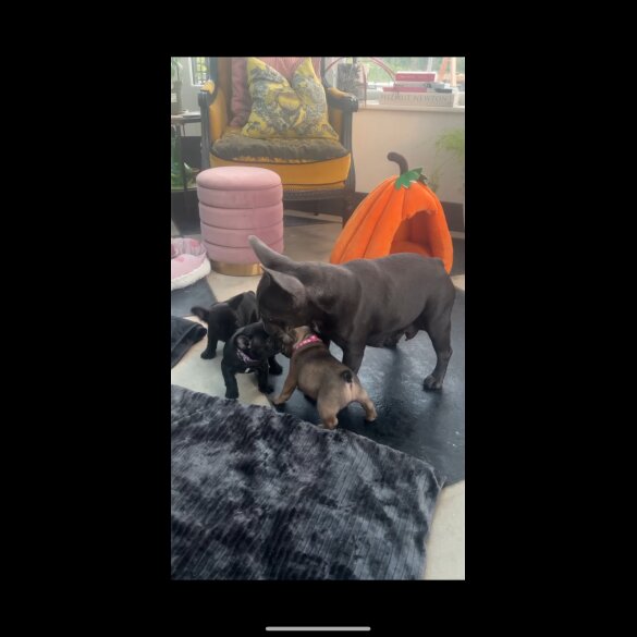 French Bulldog - Both
