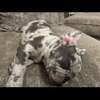 French Bulldog - Both