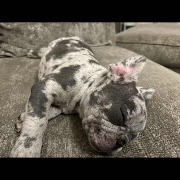 French Bulldog - Both