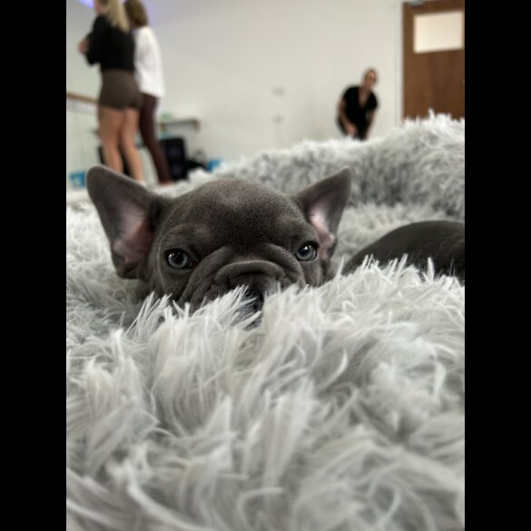 French Bulldog - Both