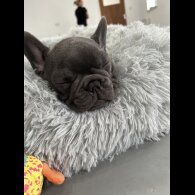 French Bulldog - Both
