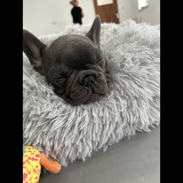 French Bulldog - Both