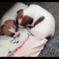 French Bulldog - Bitches