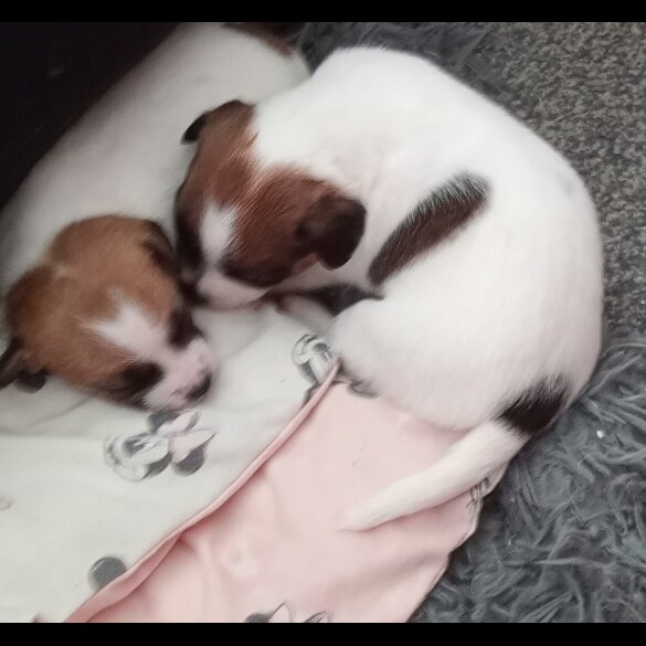 French Bulldog - Bitches