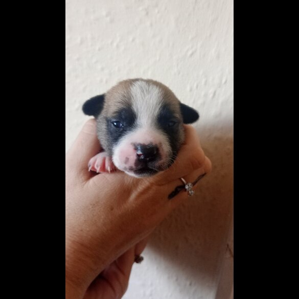 French Bulldog - Bitches