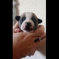 French Bulldog - Bitches