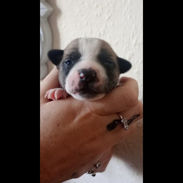 French Bulldog - Bitches