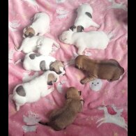 French Bulldog - Bitches