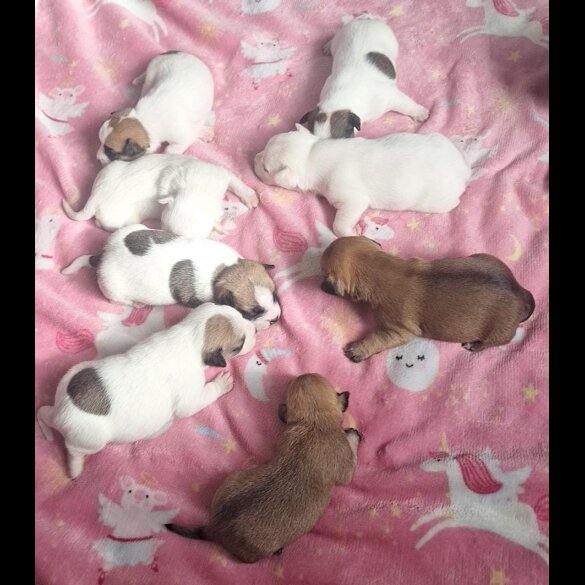 French Bulldog - Bitches