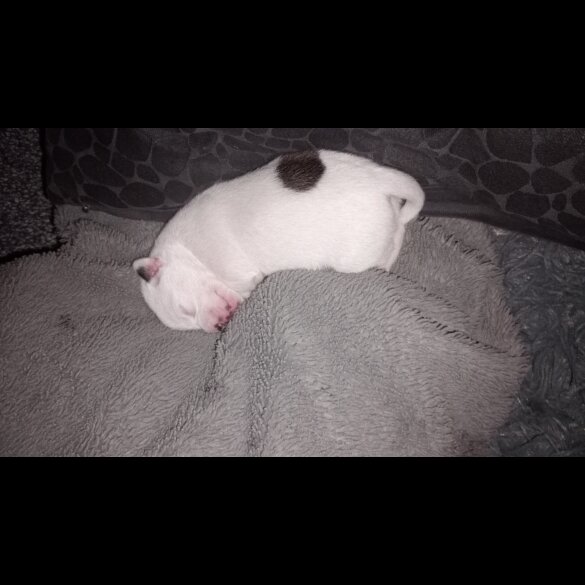 French Bulldog - Bitches