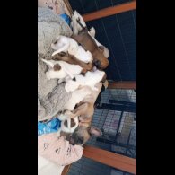 French Bulldog - Bitches