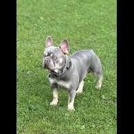 French Bulldog