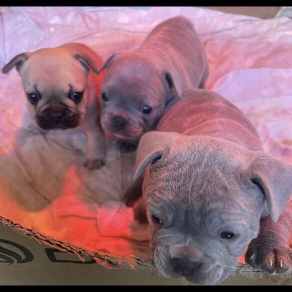 French Bulldog - Both
