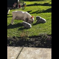 French Bulldog - Both