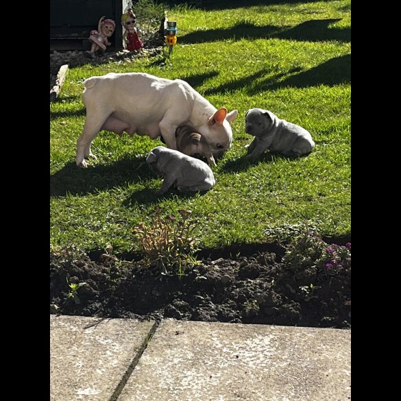French Bulldog - Both