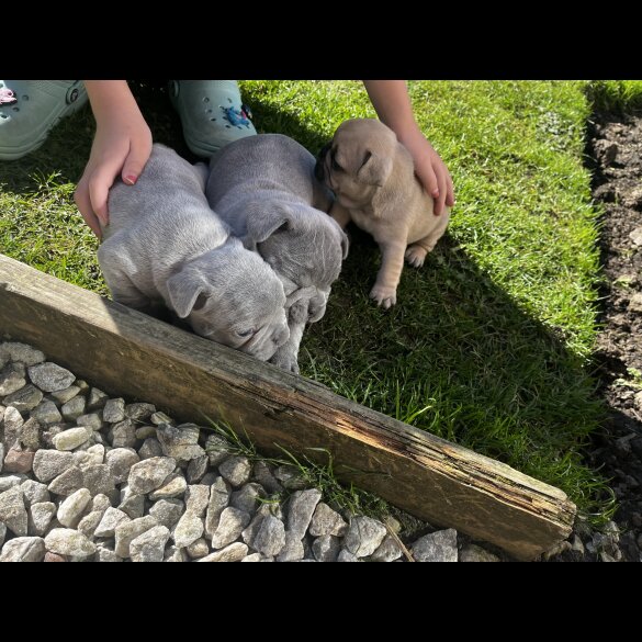 French Bulldog - Both