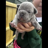 French Bulldog - Both