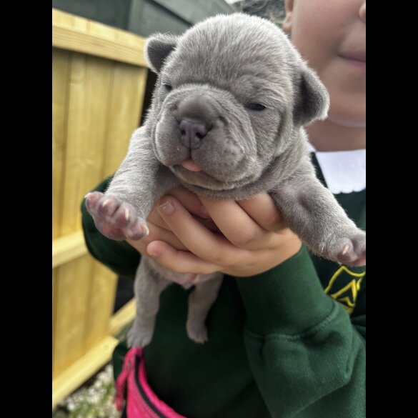French Bulldog - Both